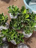 沙漠玫瑰盆栽重瓣花卉庭院植物耐旱室內四季陽(yáng)臺盆景懶人好養綠植 沙漠玫瑰【思念】3年老樁+加侖盆 曬單實(shí)拍圖