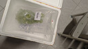 京鮮生 陽光玫瑰葡萄 青提2-2.5斤裝 單果約10g 生鮮水果 曬單實(shí)拍圖