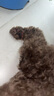 佩瑪思特PetMaster深海魚(yú)貓糧成貓去毛球貓糧10kg 曬單實(shí)拍圖