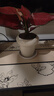 卉優(yōu)龜背葉吉利紅春羽白掌植物盆栽室內小綠植陽(yáng)臺耐陰超好養凈化空氣 精品吉利紅20-30cm【蘑菇頭陶瓷盆】 曬單實(shí)拍圖