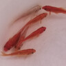 小型魚(yú)飼料小魚(yú)食魚(yú)食小顆粒微粒專(zhuān)用斗魚(yú)熱帶觀(guān)賞魚(yú)鳳尾孔雀魚(yú)糧 0.6mm上浮高蛋白不渾水丨適合5-8厘米魚(yú)體 110ml/瓶【1瓶高蛋白魚(yú)糧+喂食勺】 上浮顆粒丨不渾水丨不噴油丨增體丨増艷 曬單實(shí)拍圖