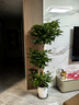 植男植女幸福樹造型綠寶盆栽真綠植客廳室內(nèi)大型綠植辦公喬遷新居源頭直發(fā) 曬單實拍圖
