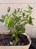室內陽(yáng)臺鮮花卉綠植物好養耐熱花卉鴛鴦茉莉花大苗 雙色茉莉(原盆)帶花 帶盆栽好 曬單實(shí)拍圖