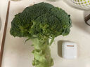 丘比（KEWPIE）沙拉醬 蛋黃醬 調味品 吐司漢堡蔬菜面包醬美乃滋 200g*1瓶 曬單實(shí)拍圖