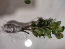 盆景吸甲醛臥室大盆金魚(yú)吊蘭植物室內好養花卉開(kāi)花凈化空氣甲吸醛 凈宅聚財【金魚(yú)(玉)滿(mǎn)堂-多色】澆水就爆花 扦插枝條【1-3枝】沒(méi)有帶根 曬單實(shí)拍圖