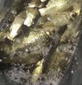 醉魚(yú)藥特效暈魚(yú)江河野釣魚(yú)塘清塘魚(yú)藥一塘清魚(yú)用麻醉魚(yú)靈捕魚(yú)神器 單瓶【暈魚(yú)不傷魚(yú)】 曬單實(shí)拍圖