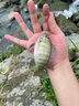 哈斯達(dá)（HISTAR）蝴蝶路亞竿微物超軟彈射實(shí)心白條馬口竿魚(yú)竿套裝紡車輪路亞竿全套 1.68m - UL直柄套裝【富士導(dǎo)環(huán)】 曬單實(shí)拍圖