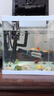 長(cháng)銳魚(yú)缸一體缸自循環(huán)免換水家用客廳桌面小型金魚(yú)缸超白玻璃養魚(yú)缸 超白CRV200標準款 曬單實(shí)拍圖