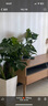 嘆為觀(guān)止大型植物發(fā)財樹(shù)各種大顆盆栽開(kāi)業(yè)喬遷客廳辦公室內好養大型花卉 龜背竹【1-1.2米】 含盆 曬單實(shí)拍圖