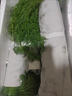 順豐包郵茴香菜新鮮茴香苗現摘頭茬葷香嫩葉回香小茴香餃子餡蔬菜 茴香帶根半斤 曬單實(shí)拍圖