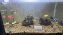 百綸木千鰲蝦觀賞蝦淡水鮮工具清潔蝦耐活好養(yǎng)觀賞魚寵物水晶蝦 3-4cm三色鰲蝦各1只 降溫加冰發(fā) 曬單實拍圖