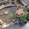 散尾葵鳳尾竹盆栽室內(nèi)客廳大型綠植吸甲醛植物四季常青富貴椰花卉 散尾葵50-60CM8-12顆原土盆帶盆栽好 曬單實拍圖