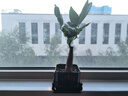 雙盟三盆組合植物九里香椰子發(fā)財樹(shù)室內綠植盆栽好養活源頭直發(fā)  曬單實(shí)拍圖