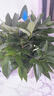 行湘平安樹盆栽大型綠植新房植物 平安樹1-1.2米+菱形樹脂盆 源頭直發(fā) 曬單實拍圖