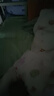 南極人學(xué)生宿舍六件套純棉100%全棉被套床單三件套被子褥子全套一整套五 彩色小萌寵【100%全棉】 床笠款 春夏0.9m六件套【三件+枕＋3斤被+墊】 曬單實(shí)拍圖