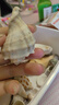 天然海螺貝殼 海星寶螺魚(yú)缸水族箱地臺造景兒童海洋科普禮物擺件 海星禮包(一個(gè)天然海星20個(gè)螺貝 曬單實(shí)拍圖