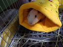 喆煒棉布加絨保暖倉鼠睡袋龍貓寵物刺猬鼠豚鼠蜜袋鼯天竺鼠小寵窩 黃色睡袋25*20cm 曬單實(shí)拍圖