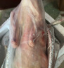 柒島大鵝生鮮整只鵝肉大白鵝老鵝新鮮農(nóng)家散養(yǎng)土鵝烤鵝煲湯紅燒批發(fā) 大鵝殺后凈重5-6斤【甄選品質(zhì)】 曬單實(shí)拍圖