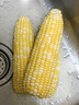 京鮮生云南水果玉米5斤 鮮甜玉米棒 甜脆多汁 新鮮蔬菜 源頭直發(fā)包郵 曬單實拍圖