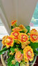 稀有長(cháng)壽花金狐貍盆栽大花重瓣四季開(kāi)花帶花苞室內外花卉直銷(xiāo) 精選金狐貍+黃色花苞多 原盆原土+肥料 曬單實(shí)拍圖