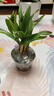 艾瑩七彩香水石斛蘭花四季開花好養(yǎng)綠植濃香型石斛室內(nèi)植物花卉盆栽 5苗連體 七彩石斛 裸根發(fā)貨 曬單實拍圖