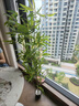 時鳥迷你竹柏盆景小盆栽驅蚊草植物室內花卉辦公室桌面四季好養(yǎng)活綠植 幸運竹柏+基地盆 曬單實拍圖