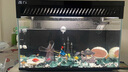 當(dāng)貝智能生態(tài)魚缸1Ultra 一體缸自循環(huán)雙過(guò)濾AI托養(yǎng)懶人家用桌面魚缸 曬單實(shí)拍圖