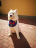 寶路（Pedigree）狗糧 成犬狗糧中小型犬全犬種通用全價(jià)糧7.5kg雞肉味送OM試用套裝 曬單實(shí)拍圖