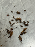 巴斯夫速克力呋蟲(chóng)胺蟑螂藥全窩端殺蟲(chóng)劑噴霧滅蟑螂殺蟑螂除下水道兌2瓶 曬單實(shí)拍圖