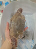 舟山梭子蟹鮮活特大野生大螃蟹新鮮冷凍海鮮水產(chǎn)海蟹飛蟹白蟹順豐 7-9兩/只【5斤凈重 特大肥壯】 曬單實(shí)拍圖