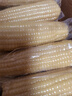 京鮮生東北白糯玉米250g*10棒 新鮮甜糯玉米棒真空包裝粘玉米 源頭直發(fā) 曬單實(shí)拍圖