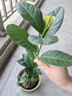 香水檸檬樹(shù)苗水果盆栽可食用驅蚊濃香好養陽(yáng)臺四季花卉室內綠植物 香水檸檬樹(shù)15-20cm(原土帶葉 全國可種) 曬單實(shí)拍圖