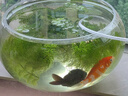 茨格曼玻璃魚(yú)缸圓形辦公桌魚(yú)缸一體缸迷你小魚(yú)缸烏龜玻璃鋼小型金魚(yú)缸* 玻璃缸大號【肚徑25*高12*口徑19cm】 曬單實(shí)拍圖