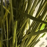 BCM頭茬烘干提摩西草 精選提草段兔草荷蘭豬龍貓牧草兔子草兔糧500g 曬單實(shí)拍圖