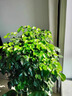 幸福樹(shù)客廳盆栽大型老樁綠植物辦公室內平安樹(shù)盆景植物四季好養祿 精品叢生幸福樹(shù)0.9-1.1m[菱形樹(shù)脂盆] 曬單實(shí)拍圖
