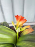 JMsolution肌司研蜜光瑩潤蜂膠面膜4盒裝 補(bǔ)水潤膚 清爽保濕 曬單實(shí)拍圖