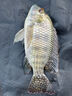 羅非魚(yú)餌料誘專(zhuān)用池塘湖泊野釣廣東福壽肝腥魚(yú)食黑坑爆護打窩料 三袋裝【99%客戶(hù)的選擇】 曬單實(shí)拍圖