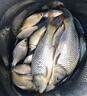 云飛魚無結(jié)主線線組套裝釣魚線主線成品綁好黑坑大物鰱鳙主線組配件漁具 6.3米八字環(huán)款4卷【拉力提升】 2.0號 曬單實(shí)拍圖