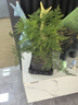 佰花錦文竹桌面盆栽新中式綠植辦公室客廳盆景茶臺(tái)臥室好養(yǎng)綠植花卉植物 【送方底座】文竹+pvc舍得盆+黑沙石鋪面 20-30cm 曬單實(shí)拍圖