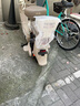 綠源新國(guó)標(biāo)電動(dòng)自行車LIVA7豪華版【續(xù)航70km-48V24A星恒鋰電】NFC智能解鎖前碟后陶液冷電機(jī)保十年 咖 曬單實(shí)拍圖
