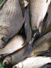 民間藝人磨砂漂身魚(yú)漂野釣輕口鯽魚(yú)鯉魚(yú)浮漂高靈敏醒目加粗鰱鳙大物漂 MX04漂長(cháng)39.5CM吃鉛1.90克 曬單實(shí)拍圖