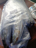 5斤青島鮮活大鲅魚新鮮馬鮫魚大整條冷凍海捕深海魚海鮮水產(chǎn)批發(fā) 曬單實(shí)拍圖