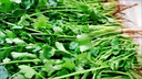 山東新鮮香菜露天農家自種小香菜火鍋調味蔬菜整箱批發(fā)順豐包郵 香菜半斤試吃不劃算】 曬單實(shí)拍圖