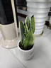 沭之美虎皮蘭盆栽花卉綠植 精品大盆金邊虎皮蘭+輕奢浪琴陶瓷盆源頭直發(fā) 曬單實(shí)拍圖