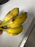 廣西蘋果蕉多喜啦香蕉青皮生蕉自然熟新鮮蘋果蕉粉蕉生鮮 凈重3斤 曬單實(shí)拍圖
