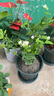 茉莉花苗盆栽帶花苞九里香老樁花卉植物室內(nèi)濃香四季開(kāi)花好養(yǎng) 大份茉莉花【4-6顆】花苞飽滿 曬單實(shí)拍圖