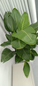 花財主天堂鳥(niǎo)盆栽辦公室大型綠植客廳盆栽家用吸甲醛凈化空氣綠植 5-6天堂鳥(niǎo)1.2-1.3m【梯形盆】 曬單實(shí)拍圖