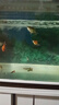 百綸木千金魚(yú)觀(guān)賞魚(yú)鴻運當頭金魚(yú)不加溫好養獅子頭活體冷水魚(yú)招財魚(yú)丹頂紅 新品福利 隨機小金魚(yú)12條 曬單實(shí)拍圖