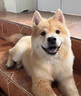 醫仕高化毛膏狗狗專(zhuān)用寵物去毛排毛犬用吐毛膏柴犬泰迪幼犬美毛營(yíng)養膏 【強效化毛】化毛膏+贈復合維生素B 曬單實(shí)拍圖