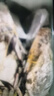 舟山梭子蟹鮮活特大野生大螃蟹新鮮冷凍海鮮水產(chǎn)海蟹飛蟹白蟹 凈重3-5兩/只【10只 碼頭直采】 曬單實(shí)拍圖